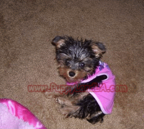 yorkie tinka